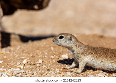 Adult Female Round Tailed Ground Squirrel, Xerospermophilus Tereticaudus, In The Sonoran Desert. Cute Native Wildlife In Pima County, Tucson, Arizona, USA.