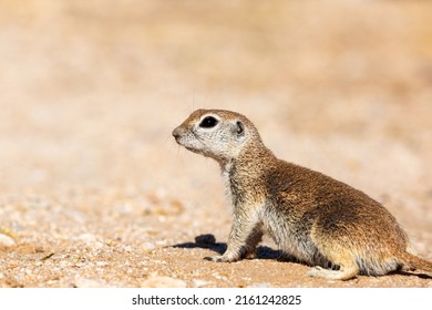 Adult Female Round Tailed Ground Squirrel, Xerospermophilus Tereticaudus, In The Sonoran Desert. Cute Native Wildlife In Pima County, Tucson, Arizona, USA.