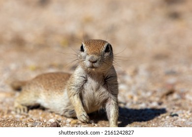 Adult Female Round Tailed Ground Squirrel, Xerospermophilus Tereticaudus, In The Sonoran Desert. Cute Native Wildlife In Pima County, Tucson, Arizona, USA.