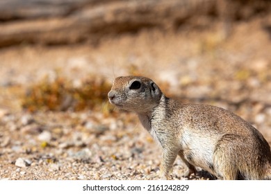 Adult Female Round Tailed Ground Squirrel, Xerospermophilus Tereticaudus, In The Sonoran Desert. Cute Native Wildlife In Pima County, Tucson, Arizona, USA.