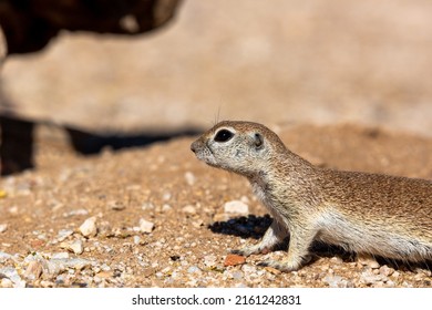 Adult Female Round Tailed Ground Squirrel, Xerospermophilus Tereticaudus, In The Sonoran Desert. Cute Native Wildlife In Pima County, Tucson, Arizona, USA.