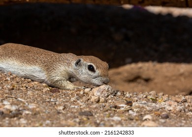 Adult Female Round Tailed Ground Squirrel, Xerospermophilus Tereticaudus, In The Sonoran Desert. Cute Native Wildlife In Pima County, Tucson, Arizona, USA.