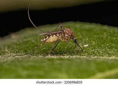 Adult Female Southern House Mosquito Insect Of The Species Culex Quinquefasciatus