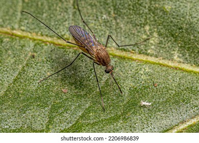 Adult Female Southern House Mosquito Insect Of The Species Culex Quinquefasciatus