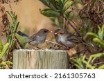 An adult female Superb Fairywren (Malurus cyaneus) perched on a log feedings juvenile Superb Fairywrens.