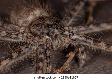 Adult Female Trechaleid Spider of the Family Trechaleidae