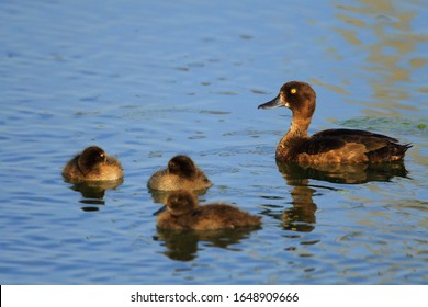 Adult female Tufted Duck bird with juvenile nestlings - latin Aythya fuligula - on a water surface during the spring mating season in wetlands of north-eastern Poland - Shutterstock ID 1648909666