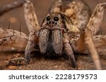 Adult Female Wolf Spider of the Family Lycosidae