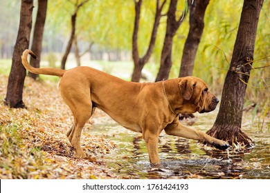 Download Fila Brasileiro Images, Stock Photos & Vectors | Shutterstock