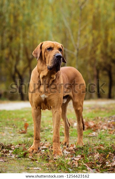 Poleret Få kontrol indsprøjte Adult Fila Brasileiro Brazilian Mastiff Dog Stock Photo (Edit Now)  1256623162