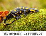 Adult fire salamander, salamandra salamandra, lying on green moss and fungi in Slovak nature. Vivid green wildlife scenery with a amphibian creature resting.