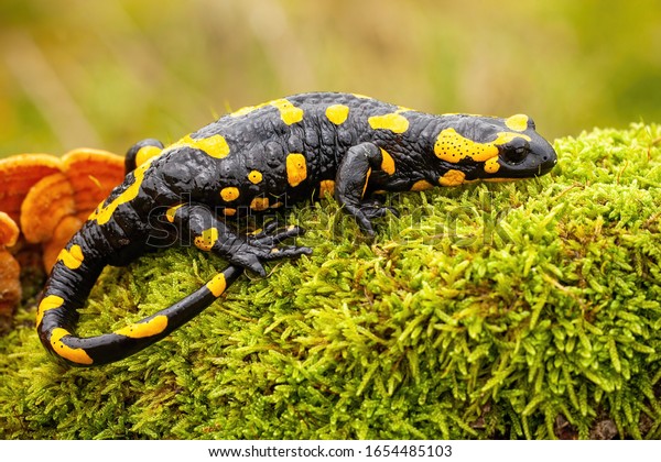 Adult fire salamander,\
salamandra salamandra, lying on green moss and fungi in Slovak\
nature. Vivid green wildlife scenery with a amphibian creature\
resting.