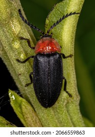 Adult Firefly Beetle of the Family Lampyridae
