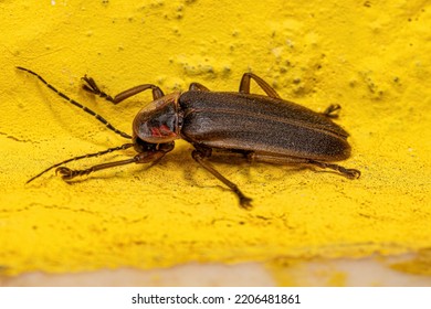 Adult Firefly Beetle Of The Family Lampyridae