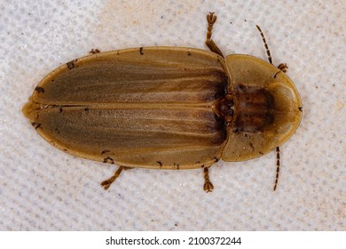 Adult Firefly Beetle of the Tribe Cratomorphini