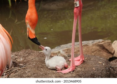 Adult Flamingo Feeding A Baby Flamingo