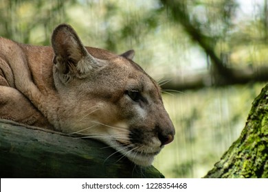 Adult Florida Panther