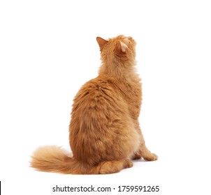 adult fluffy cat sits with its back to the camera and looks up, the animal is isolated on a white background