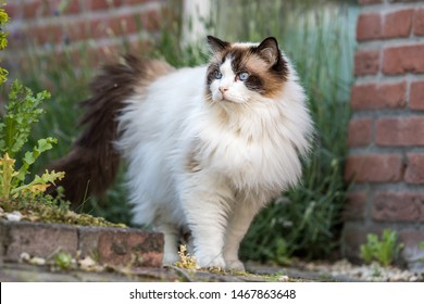 Adult fluffy Ragdoll cat outside