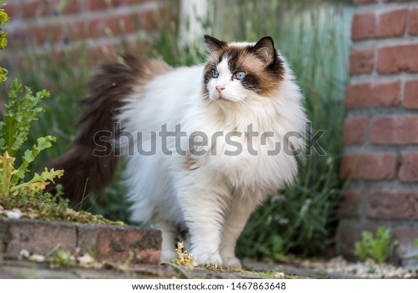 Foto Stok Adult Fluffy Ragdoll Cat Outside (Edit Sekarang) 1467863648