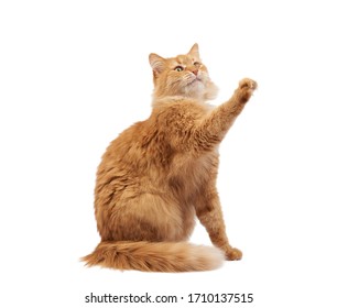 Adult Fluffy Red Cat Sitting And Raised Its Front Paws Up, Imitation Of Holding Any Object, Animal Isolated On A White Background