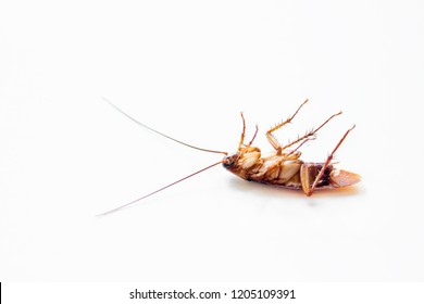 An Adult Flying Cockroach On It's Back At The White Surface.Close Up Taken In Izmir City Of Turkey.