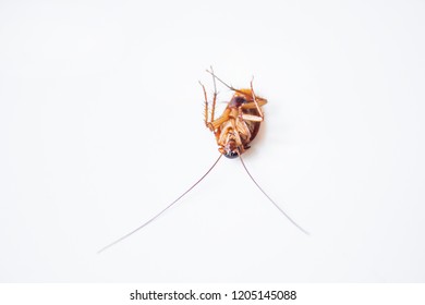 An Adult Flying Cockroach On It's Back At The White Surface.Close Up Taken In Izmir City Of Turkey.