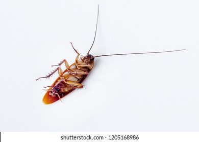 An Adult Flying Cockroach On Its Back At The White Surface.Close Up Taken.
