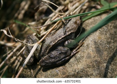 Adult frog on a rock by an English garden pond