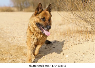 Adult German Shepard Running On The Beach Outdoor