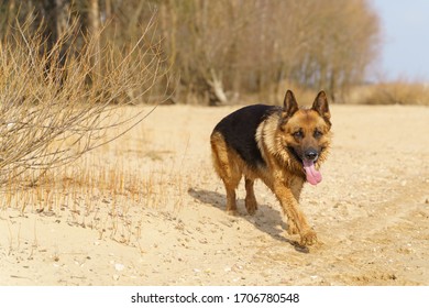 Adult German Shepard Running On The Beach Outdoor