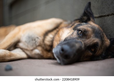 Adult German Shepherd Sheepdog Close Up Headshot Low Angle, Shallow Depth Of Field, Open Eyes, No People