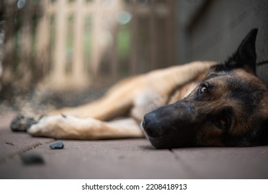Adult German shepherd sheepdog close up headshot low angle, shallow depth of field, open eyes, no people - Shutterstock ID 2208418913