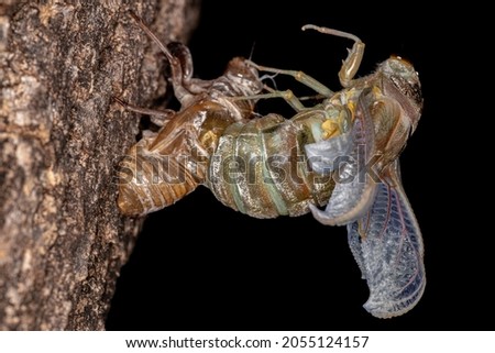 Adult Giant Cicada of the species Quesada gigas in process of ecdysis in which the cicada evolves to the adult stage abandoning the old exoskeleton that is now called exuvia a process of metamorphosis