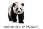 adult giant panda - Ailuropoda melanoleuca - is a bear species endemic to China, black and white colors isolated cutout on white background walking towards camera