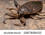Adult Giant Water Bug of the Genus Lethocerus