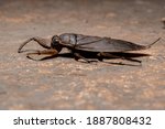 Adult Giant Water Bug of the Genus Lethocerus
