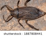 Adult Giant Water Bug of the Genus Lethocerus