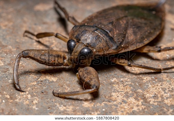 Adult Giant Water\
Bug of the Genus\
Lethocerus