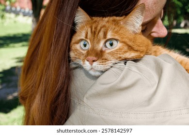 Adult ginger cat close up portrait kept by ginger girl in the park