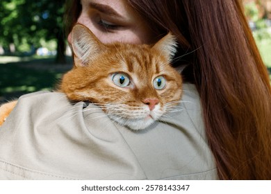 Adult ginger cat close up portrait kept by ginger girl in the park