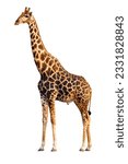 An adult Giraffe isolated against white background- Giraffa Camelopardalis