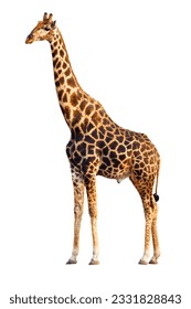 An adult Giraffe isolated against white background- Giraffa Camelopardalis
