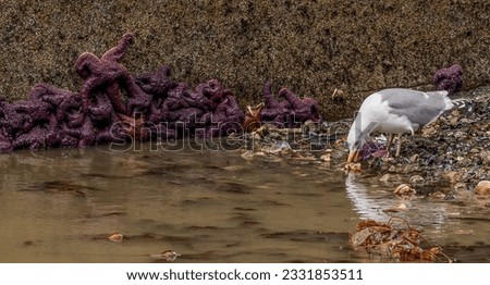 Adult glaucous gull drinking at the edge of the sea with some sea stars and barnacles on the rocks beside it.