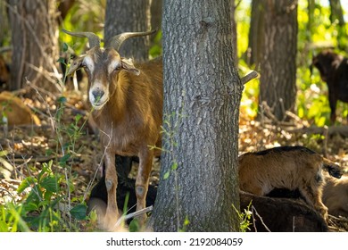 adult goat with an ear tag in the woods with a herd of goats behind it