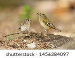 Adult goldcrest feeds a fledgling baby bird on the ground. The Goldcrest, Regulus regulus is Britains smallest bird