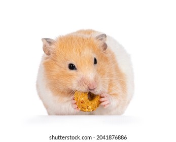 Adult Golden Hamster Sitting Facing Front Stock Photo (Edit Now) 2041876886