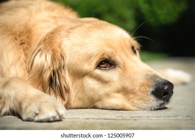 Adult Golden Retriever Laying On The Floor With Sad Look