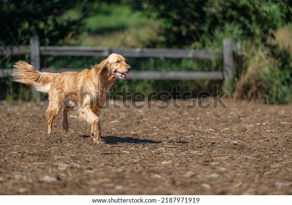 AN ADULT GOLDEN\
RETRIEVER WALKING THROUIGH A OPEN AREA AT THE MARYMOOR OFF LEASH\
DOG PARK IN REDMOND\
WASHINGTON