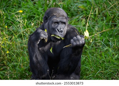Adult gorilla eating leaves from a tree. Great primates. Endangered animals. Close-up of a gorilla. Large apes.